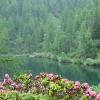 Lago di Barco con Rododendri