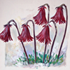Soldanella